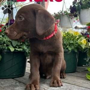 Blake, Chocolate Labrador Retriever Puppy